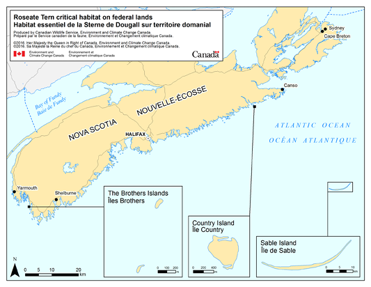 Map illustrating islands where Roseate Tern critical habitat is identified on federal land or waters. North Brother and South Brother Islands are uninhabited islands near Pubnico, on the west coast of Nova Scotia. Country Island, which is also uninhabited, is located off the southeast coast of Nova Scotia. Sable Island is located 161 km off shore of Canso, Nova Scotia.